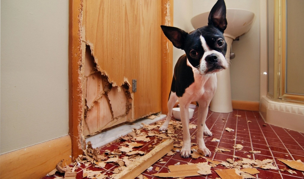 Ремонт и питомцы как сохранить рассудок и любовь хвостаты (2).jpg