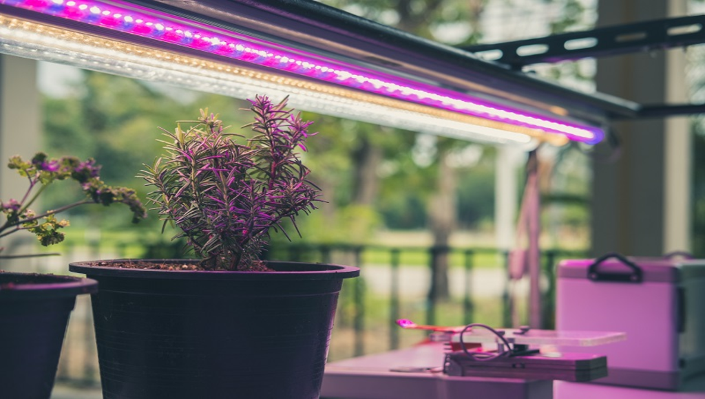 розмарин.png розмарин.png