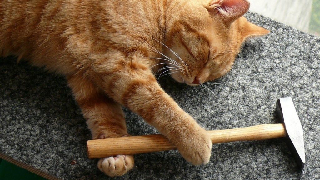 Ремонт и питомцы как сохранить рассудок и любовь хвостаты (3).jpg